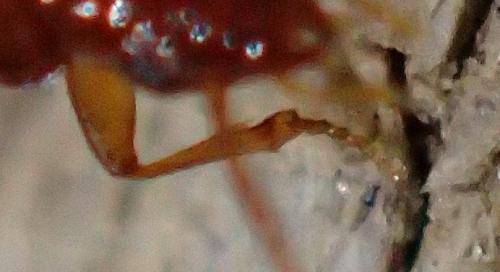 Porotachys bisulcatus